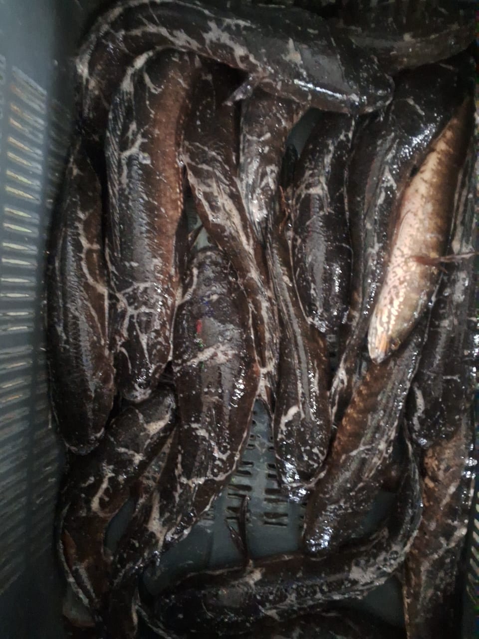 നാടൻ വരാൽ 1kg
