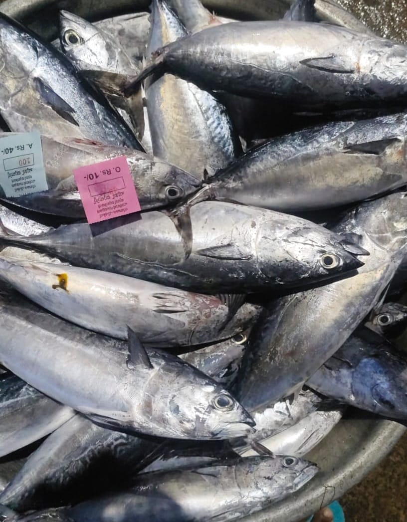 ചൂര 1kg